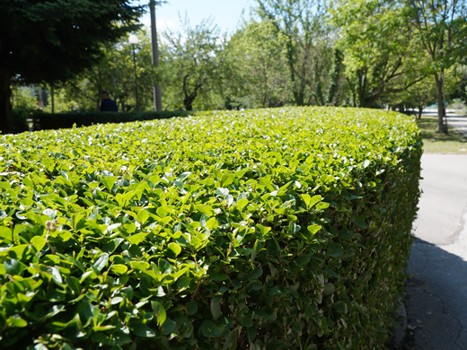 hedge trimming rochdale